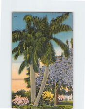 Postcard Royal Palms & Purple Bougainvillea Florida USA picture