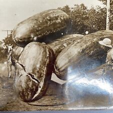 Postcard Exaggerated Watermelon Man Standing by Horse & Cart WH Martin RPPC 1909 picture