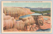 Postcard Mammoth Hot Springs Terraces, Yellowstone National Park picture