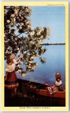 Postcard - Florida White Oleanders, USA picture
