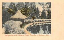 REDLANDS, CA California  CANON CREST PARK~Marguerites & Palms  c1910's Postcard picture