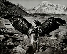 1935/72 ANSEL ADAMS Vintage Dead Hawk Sierra Mountain Landscape Photo Art 11X14 picture