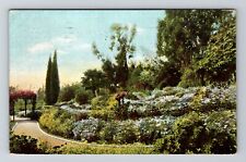 CA-California, Marguerites In A California Garden, Vintage c1911 Postcard picture