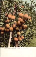 Florida Grape Fruit Cluster Tropical Plantlife Scenic Farming UDB Postcard picture