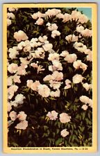 Pocono Mountains, PA - Mountain Rhododendron in Bloom - Vintage Postcard picture