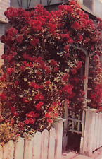 Manchester NH New Hampshire, Paul Scarlet Climbing Rose, Picket Vintage Postcard picture