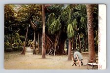 Palm Beach FL-Florida, Banyan Tree, Antique Vintage Souvenir Postcard picture