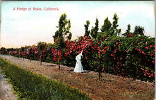 A Hedge Of Roses California Divided Back Vintage Postcard  picture