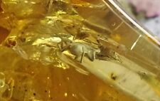 Baltic natural amber, 8 fossil insects. Weight 8 grams. picture