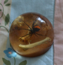 Vintage Redback Spider South Australia Paperweight picture