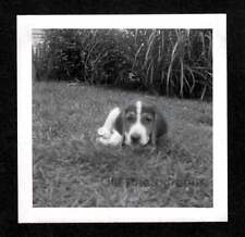 SLEEPY PUPPY DOG BEAGLE LAYING IN GRASS OLD/VINTAGE PHOTO SNAPSHOT- K644 picture