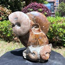 6.16LB  Large Natural Beautiful Ammonite Fossil Conch Crystal Specimen Healing picture