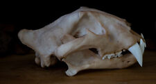 Tiger Skull Replica - Large Adult - High Quality Piece - FREE delivery picture