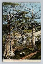 Barbados, Silk Cotton Trees, Antique Vintage Souvenir Postcard picture