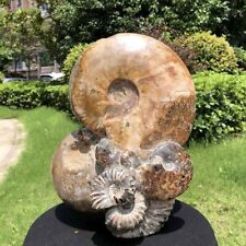 15.79LB TOP Natural Beautiful ammonite fossil conch Crystal specimen healing1571 picture