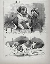 Dog St. Bernard Club Show, First Place Puppies, Large 1880s Antique Print picture