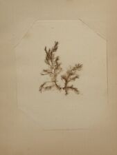 Antique Small Aquatic Botanical Specimen Notebook Page 6.5 X 8 Red Algae Seaweed picture