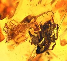 RARE Ant Lion Larva fighting Pseudoscorpion, Fossil inclusion in Burmese Amber picture