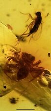 Colombian Amber Insects  Fossils Collectibles   Caribbean Amber 5 Spiders picture