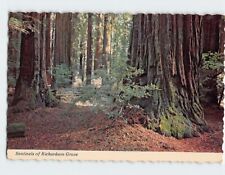 Postcard Sentinels of Richardson Grove, California picture