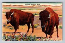 Amarillo TX-Texas, Scenic View Buffaloes Grazing, Antique Vintage Postcard picture