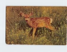 Postcard Spotted Baby Fawn USA North America picture