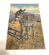Postcard Vtg Animals Rags I Want My Momma Baby Burro Donkey Shaggy  picture