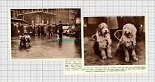 C2354) London Road Safety Old English Sheepdogs Bobs & Chipina - 1947 Clip picture