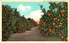 Vintage Postcard An Orange Grove California Orange Farming Farm Produce Fresh picture