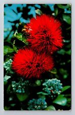 Honolulu HI-Hawaii, Scarlet Ohia Lehua, Red Flower, Vintage Postcard picture