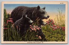 Postcard Grayson KY Greetings Bears Curt Teich Incomplete Sender Correspondence picture
