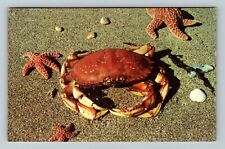 Pacific Ocean Crab Vintage Postcard picture