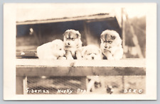 RPPC Alaska, Siberian Husky Puppies Photo Postcard A207 picture