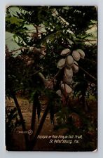 St Petersburg FL-Florida, Papaya In Full Fruit, Antique, Vintage Postcard picture