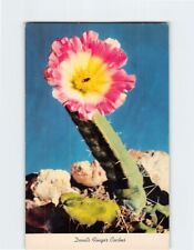 Postcard Devil's Finger Cactus picture