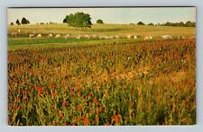 MS-Mississippi, Knee Deep In Clover, Cattle Grazing, Vintage Postcard picture