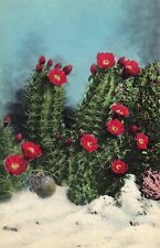 White Sands National Park New Mexico, White Sands Cactus, Vintage Postcard picture