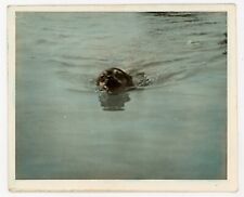 ABSTRACT minimal HAND TINTED dog swimming in WATER vintage 1940s PHOTO original picture