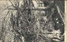 Vintage PC Barbados Silk Cotton Trees Postcard picture