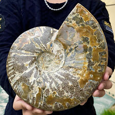 7.72LB Rare natural polished Natural conch fossil specimens of Madagascar picture