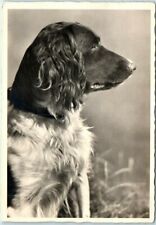 Postcard - A Cocker Spaniel Dog picture