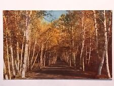 New England White Birch Road In October Posted 1957  Postcard picture