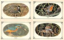 4~Postcards  LAPWING & KINGFISHER & ROBIN & WREN  Four Framed Bird Postcards picture
