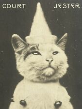 Cat Postcard Real Photo RPPC Rotograph Co Dressed The Court Jester udb 1906 picture