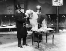 1913 Dog Show Photo Old English Sheepdog judging Aldridge St. Martins Ln England picture