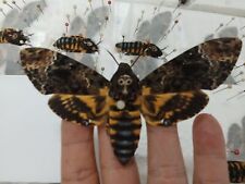1 pcs Real Death Head Moth Acherontia lachesis A spread wings  picture