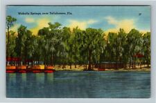Tallahassee FL-Florida, Wakulla Springs Scenic Lake View Vintage Postcard picture