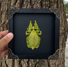 Real Walking Leaf Insect Framed Taxidermy Bugs Wall Hanging Decor Gift for Kids picture