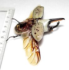 Dynastes granti wings spread mounted REAL BEETLE ARIZONA PINNED picture