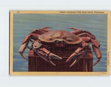 Postcard Famous Dungeness Crab Puget Sound Washington USA picture